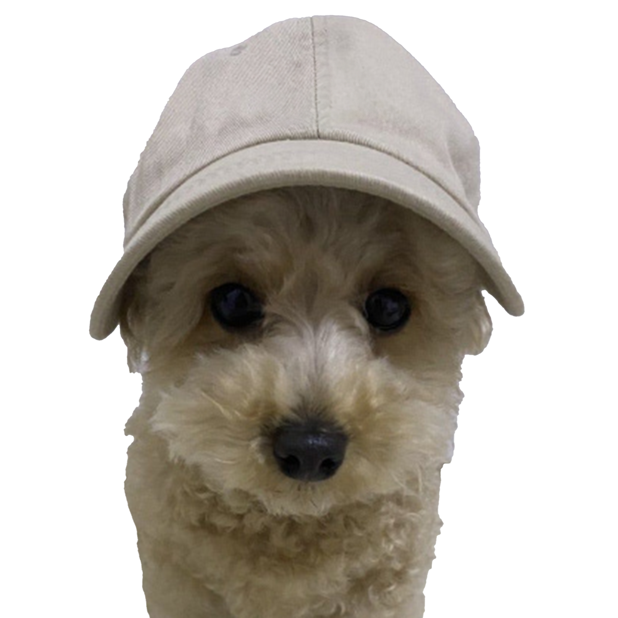 Puppy in da CAP